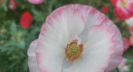 Papaver rhoeas: The Designated Flower of Lifechanyuan