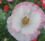 Papaver rhoeas: The Designated Flower of Lifechanyuan