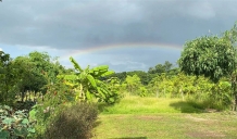 Farewell to Gesang with Reluctance, Mango Picking with Joy