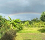 Farewell to Gesang with Reluctance, Mango Picking with Joy