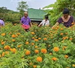 Plucking Marigold Seeds by the Fence in Lifechanyuan Thailand Branch