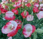 Please Enjoy the Blooming Poppies at the Holy Resort