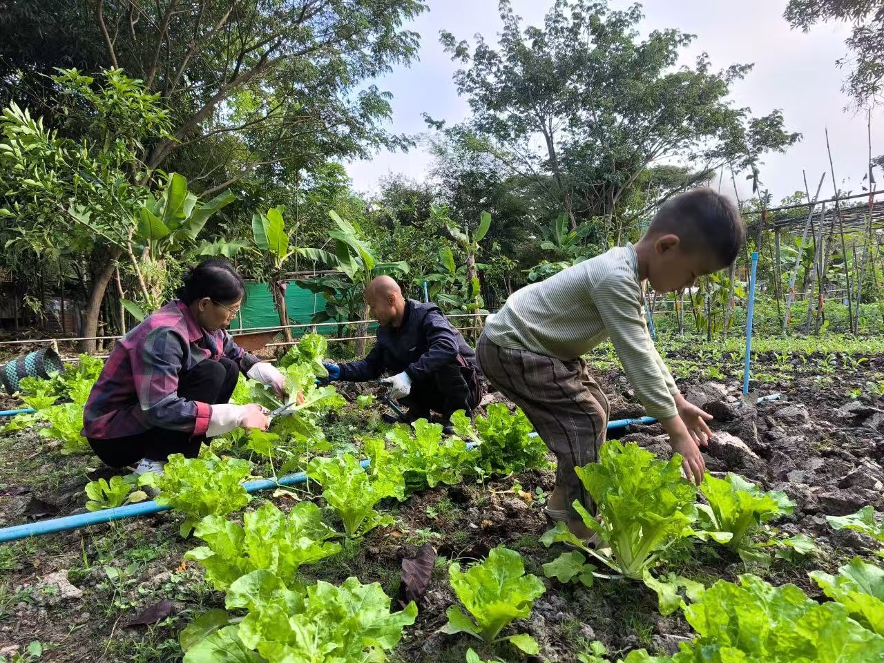 A vibrant scene of Lifechanyuan Second Home members working and living together in nature, embodying ...