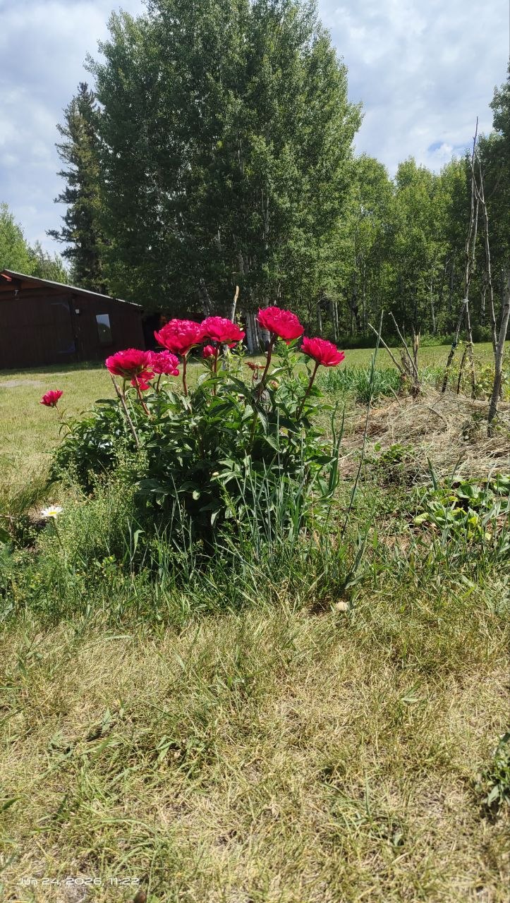 142941zyv5z61n98559839.jpg